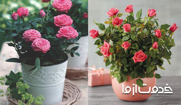 نگهداری گل رز در زمستان